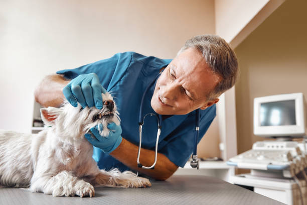 Best Emergency Dental Care for Abscessed Tooth in Clemmons, NC